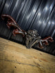 Skull Mount #17
